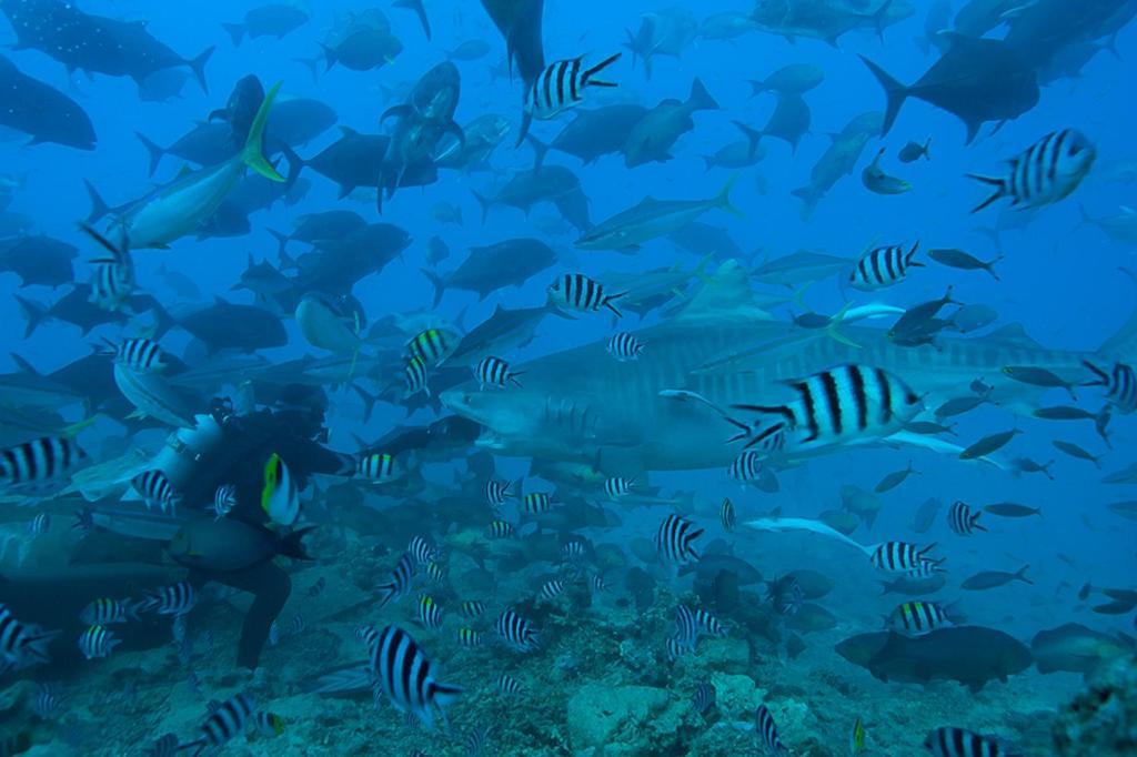 Beqa Lagoon Resort Raviravi Εξωτερικό φωτογραφία